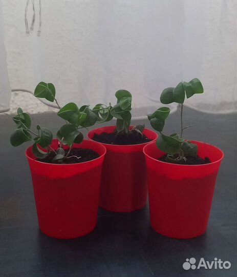 Фикус бенджамина кудрявый