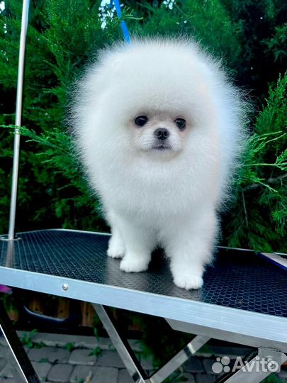 Щенки померанского шпица медвежьего типа
