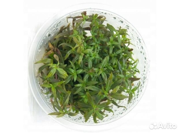 Лимнофила ароматика (Limnophila aromatica) мерист