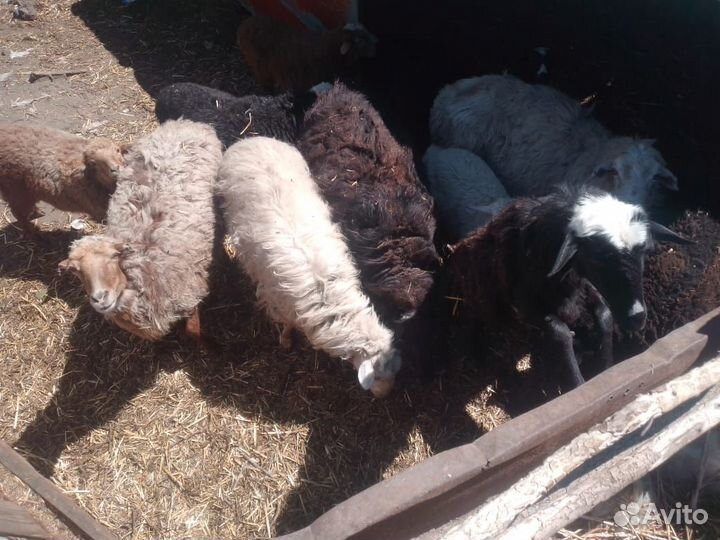 Овцы бараны ягнята оптом