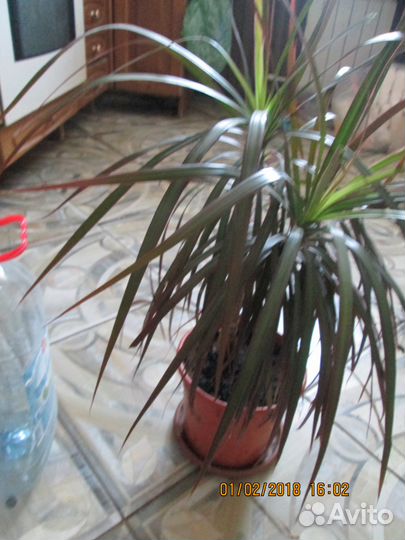 Дуболистный фикус-лирата