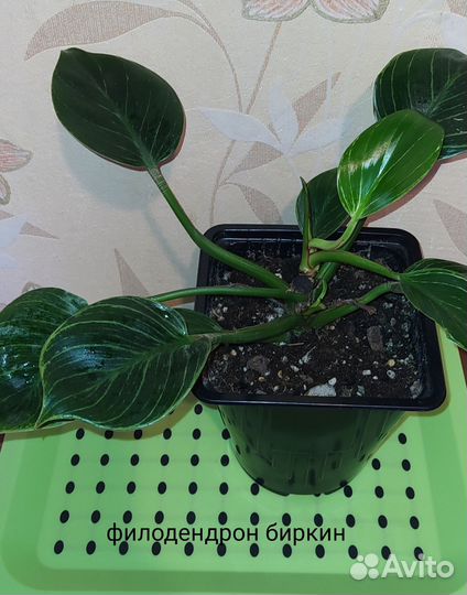 Филодендроны