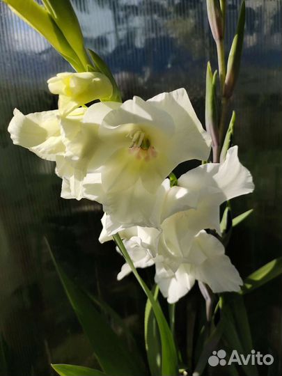 Гладиолусы луковицы