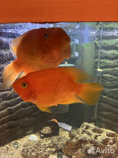 Аквариум с тумбой 240 л