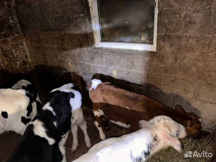Быки