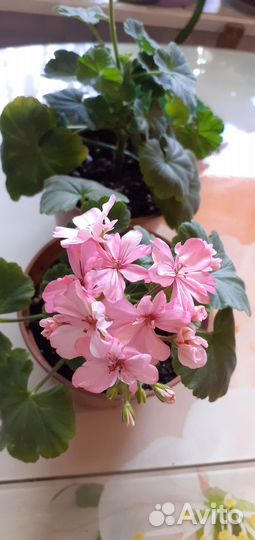 Пеларгония герань сортовая