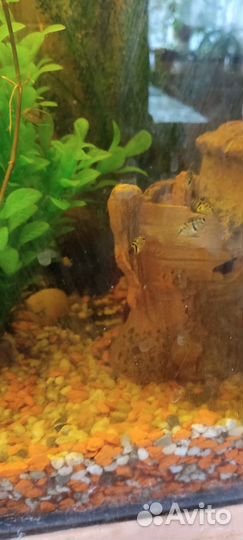 Аквариумные рыбки