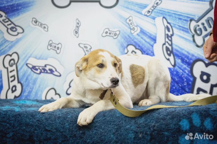 Молодой пёс ищет дом