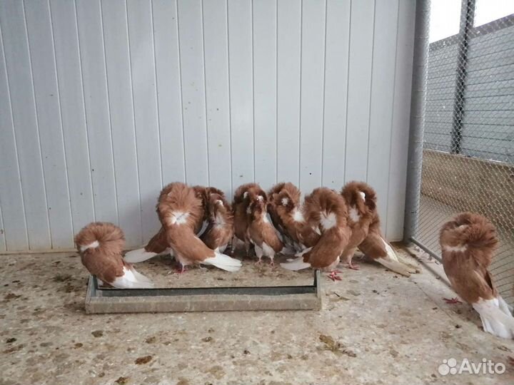 Голуби Якобины