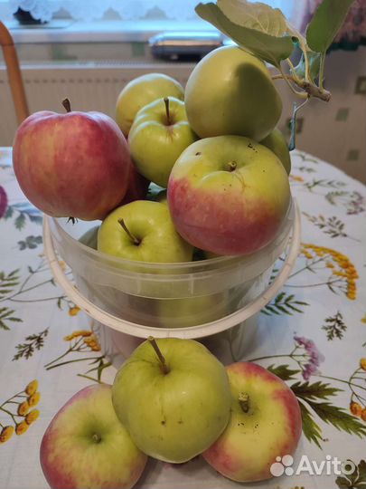 Яблоки, помидоры,огурцы