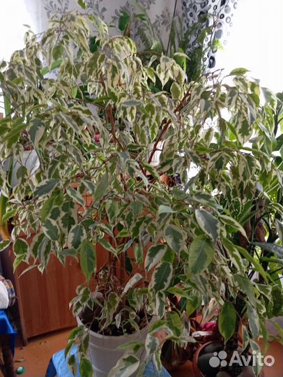 Фикус Бенджамина