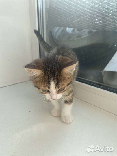 Котёнок девочка в добрые руки