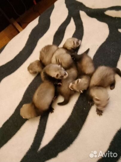 Хорек животное