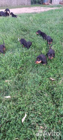 Щенки таксы