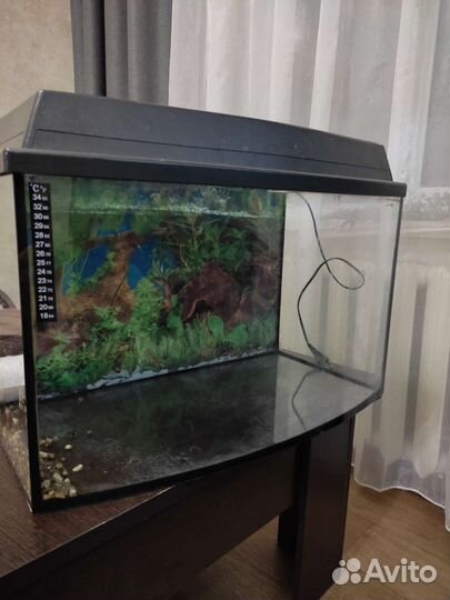 Аквариум