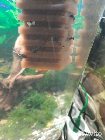 Анцитрусы (сомики)