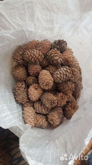 Орех кедровый, шишка