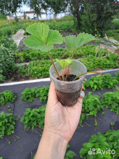 Клубника, ремонтантная, укорененные усы