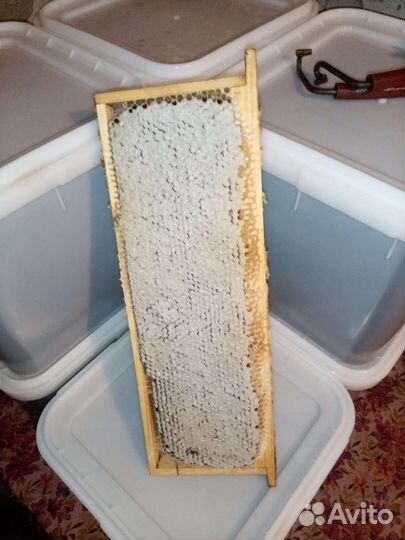 Предзаказ на алтайский мёд, беспл. доставка от 1 л