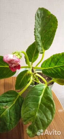 Стрептокарпус,глоксинии,колеусы