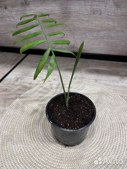 Хамедорея, Арека