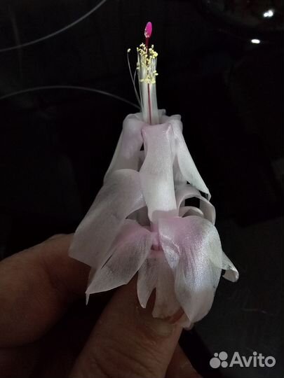 Шлюмбергера (декабрист)