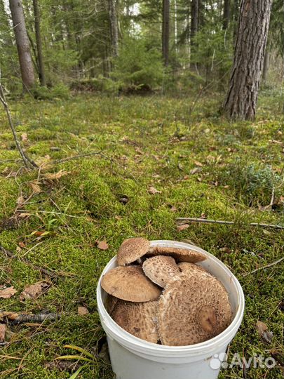 Грибы Зонтики 10л