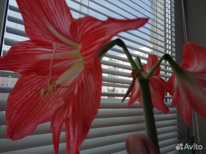 Гиппеаструм(амариллис)
