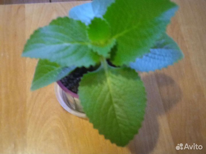 Мята плектрантус