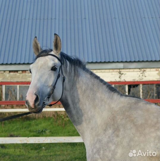 Жеребец Ганноверской породы