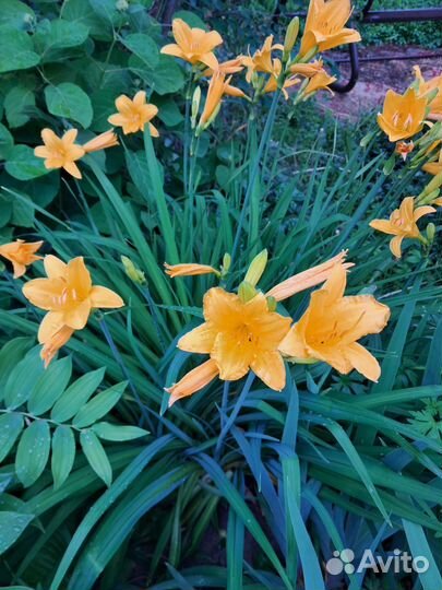 Излишки растений