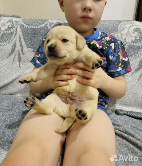 Щенки лабрадора
