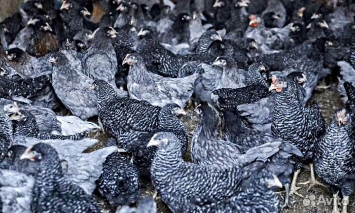 Куры несушки