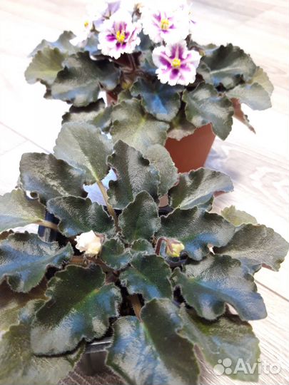 Цветущая молодая фиалка