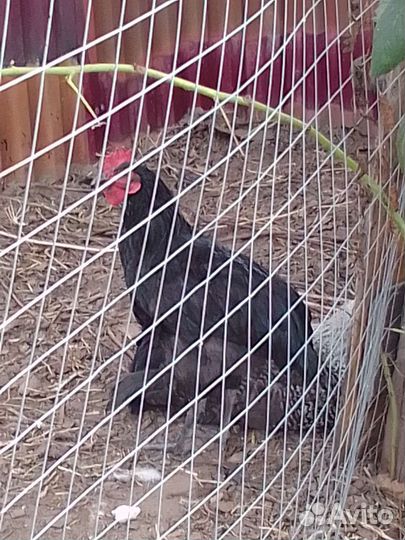 Молодые петухи