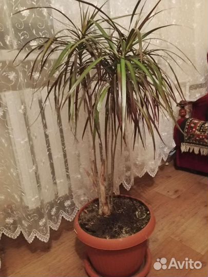 Пальма драцена