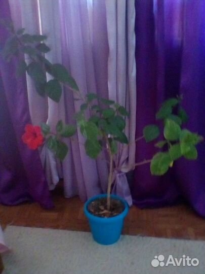 Китайская роза