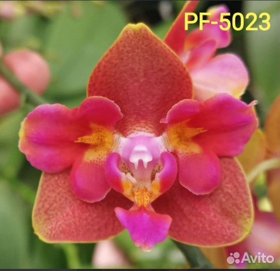 Орхидея фаленопсис