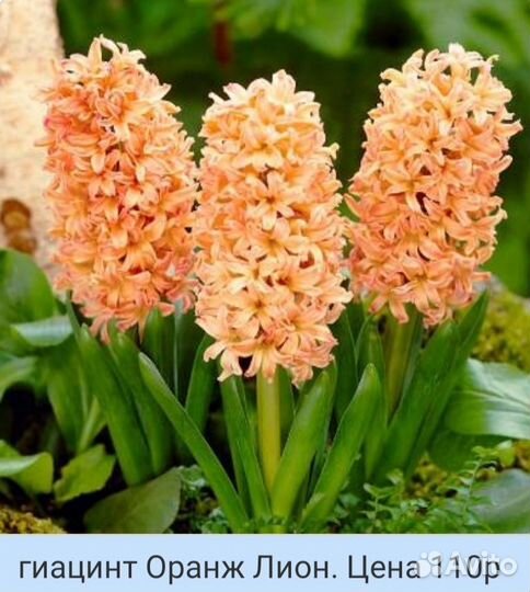 Луковицы Гиацинтов, несколько сортов