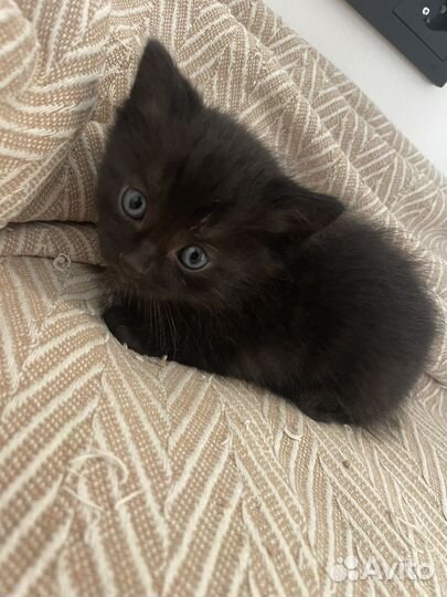 Котенок (мальчик)