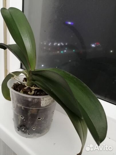 Фаленопсис Buddha's Treasure