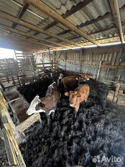 Бычки и телята