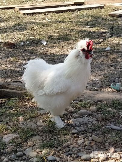 Петушки карликовые