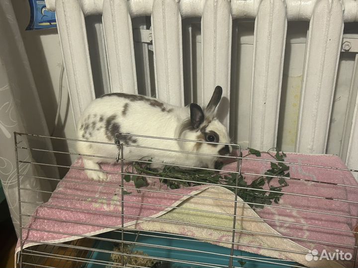 Домашний кролик