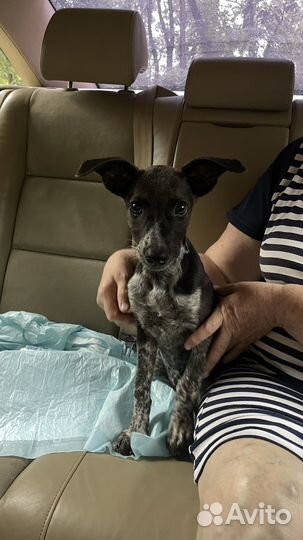 Щенок помесь курцхаар