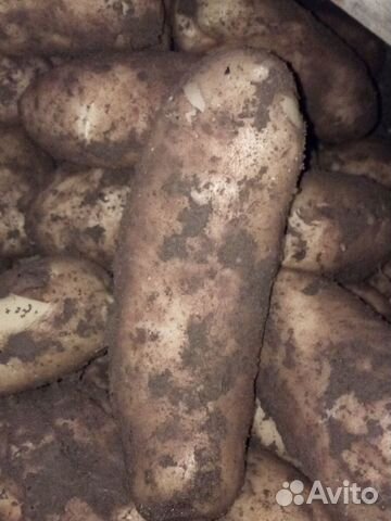 Тундринский деревенский картофель