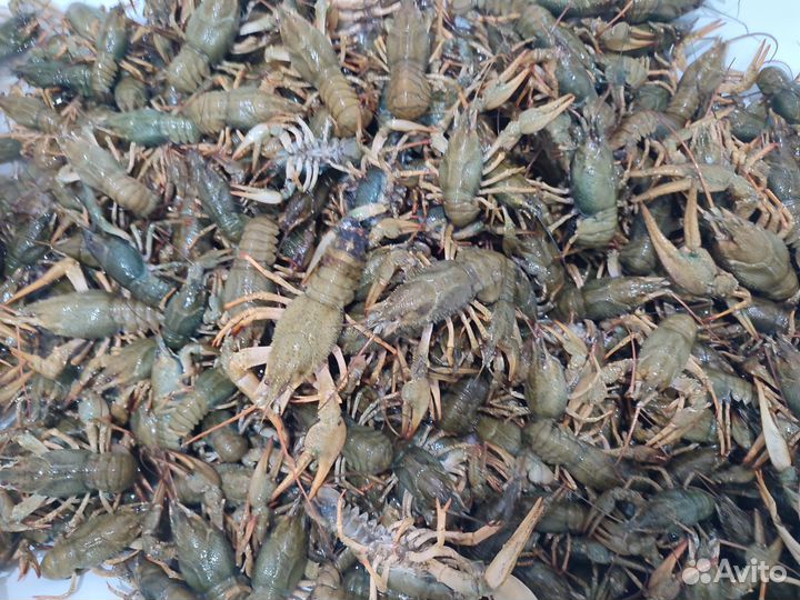 Живые раки. Опт и розница