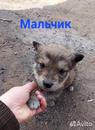 Щенок в добрые руки