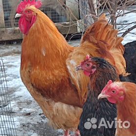 Брудеры для цыплят - купить недорого в интернет-магазине МСК-Инкубатор