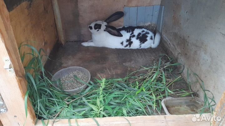 Вязка кроликов